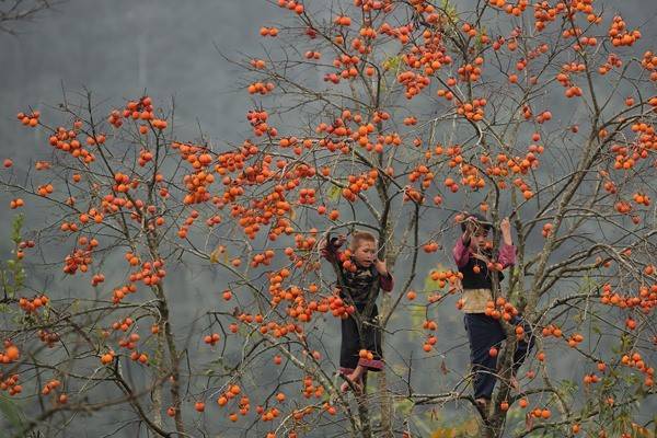 Mùa hồng chín rộ trên cao nguyên Mộc Chấu 