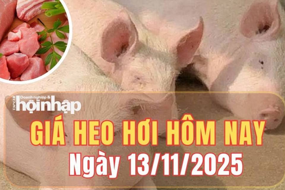 Giá heo hơi hôm nay 13/11/2025: Giá heo hơi tại miền Bắc ổn định, miền Trung và miền Nam giảm nhẹ