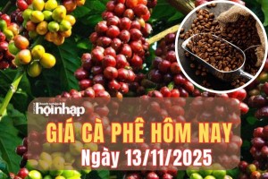 Giá cà phê hôm nay 13/11/2025: Giá cà phê thế giới đảo chiều giảm mạnh