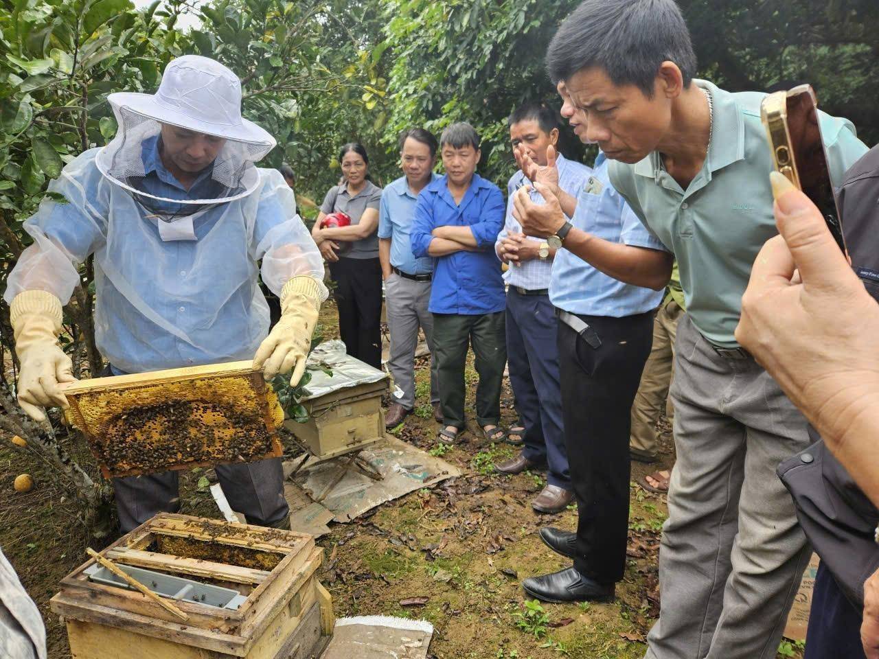 Bảo vệ cân bằng sinh thái từ mô hình nuôi ong mật tại Lào Cai