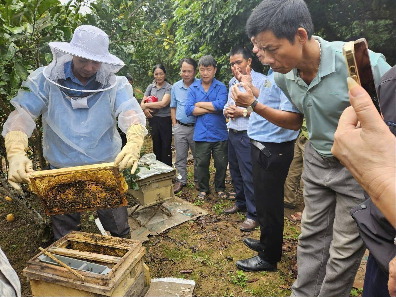 Bảo vệ cân bằng sinh thái từ mô hình nuôi ong mật tại Lào Cai