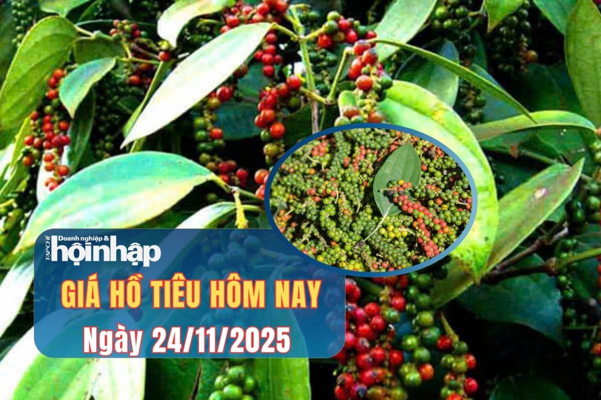 Giá tiêu hôm nay 23/11/2025:
