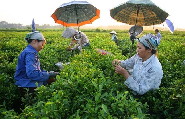 Thái Nguyên đẩy mạnh liên kết sản xuất với doanh nghiệp