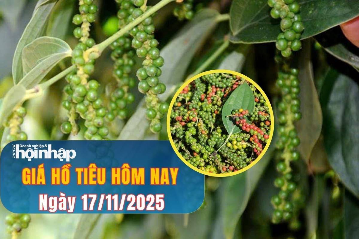 Giá tiêu hôm nay 17/11/2025: Đi ngang, kỳ vọng hưởng lợi từ chính sách miễn thuế của Mỹ