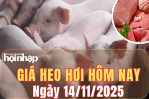 Giá heo hơi hôm nay 14/11/2025: Giá heo hơi đồng loạt đi ngang trên cả nước