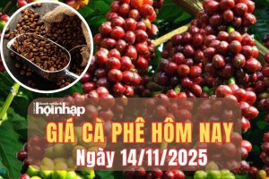 Giá cà phê hôm nay 14/11/2025: Giá cà phê tiếp đà giảm mạnh tại Tây Nguyên