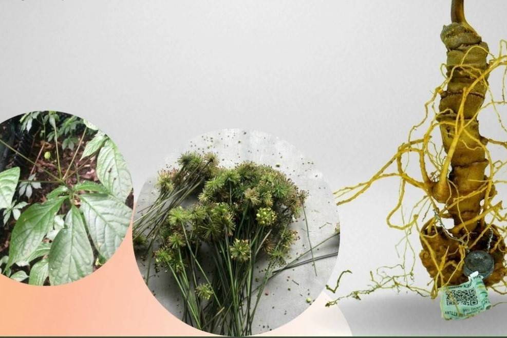 Thắp lửa đổi mới sáng tạo trong lĩnh vực Nông nghiệp – Dược liệu