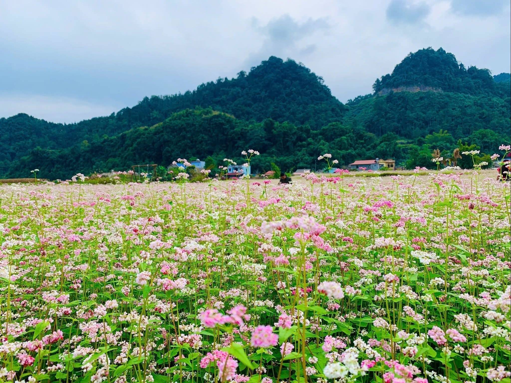 Lễ hội hoa Tam Giác Mạch Tuyên Quang 2025: Tôn vinh văn hóa và quảng bá du lịch bền vững