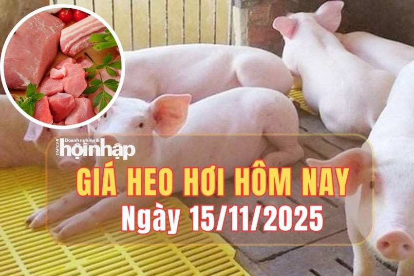 Giá heo hơi hôm nay 15/11/2025: Giá heo hơi tại miền Trung tăng nhẹ