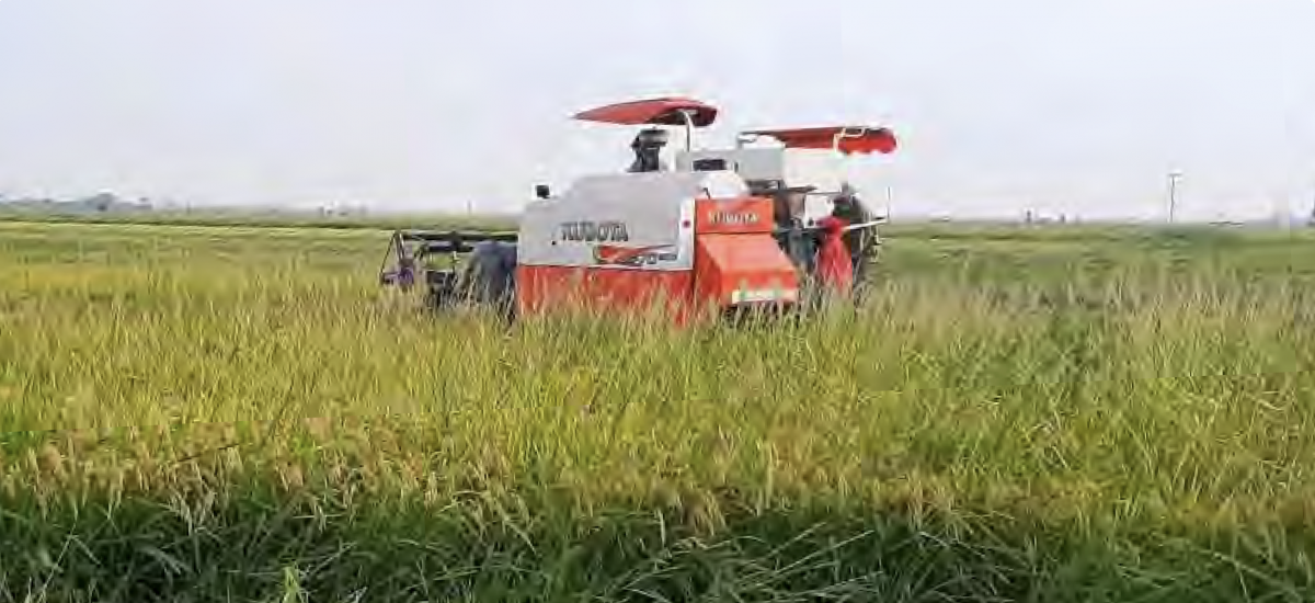 BAC A BANK trợ lực cùng các cá nhân sản xuất kinh doanh ngành lúa gạo