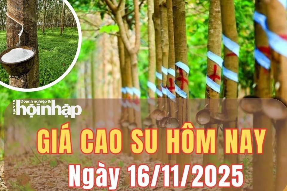 Giá cao su hôm nay 16/11/2025: Phiên cuối tuần, giá cao su trong nước duy trì ổn định