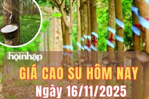 Giá cao su hôm nay 16/11/2025: Phiên cuối tuần, giá cao su trong nước duy trì ổn định