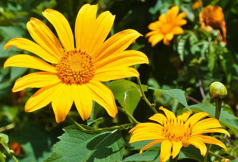 Mùa hoa dã quỳ Ba Vì: Sắc vàng đẹp nao lòng giữa núi rừng cuối thu