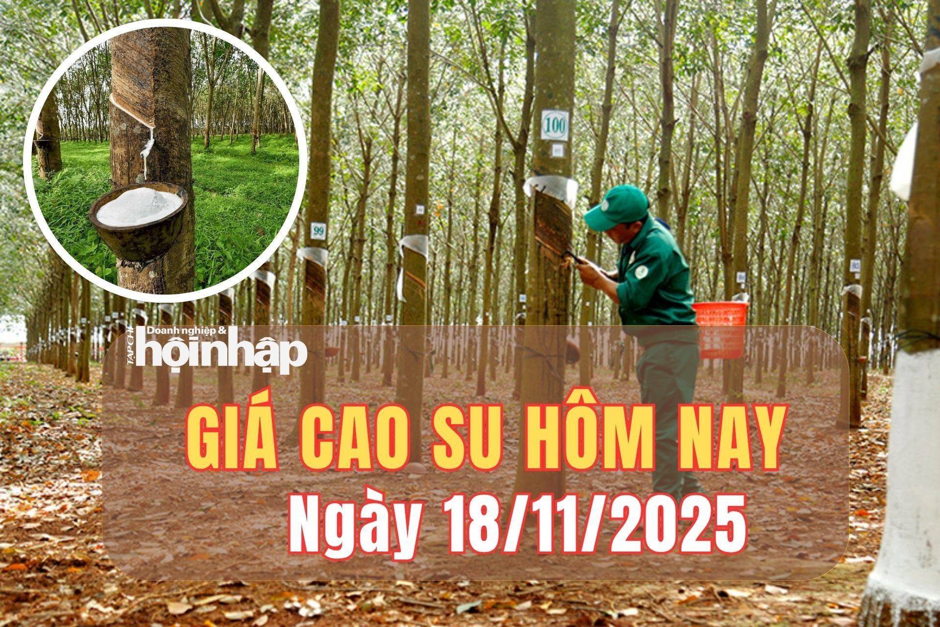 Giá cao su hôm nay 18/11/2025: Giá cao su trong nước ổn định, thế giới tăng