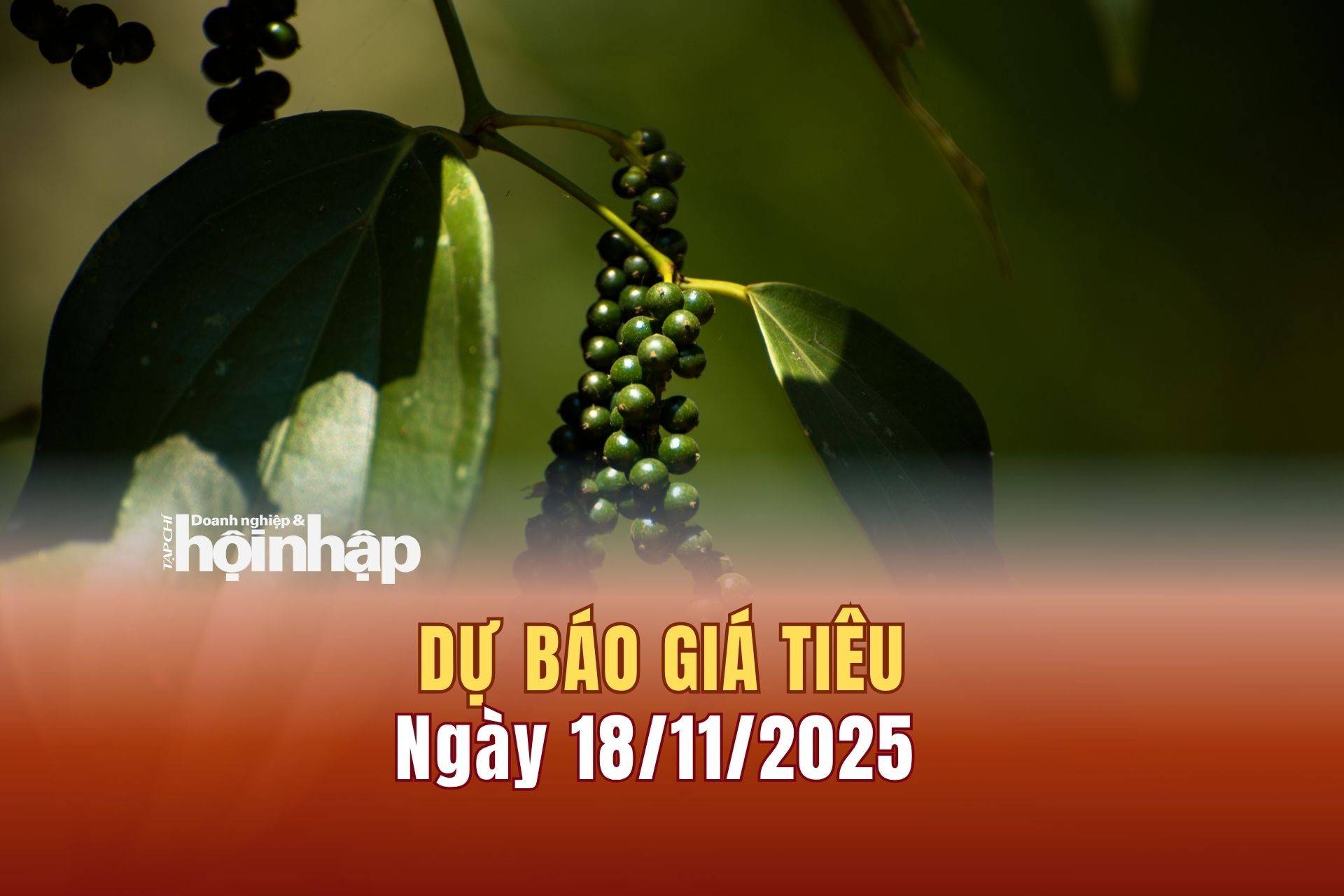Dự báo giá tiêu 18/11/2025