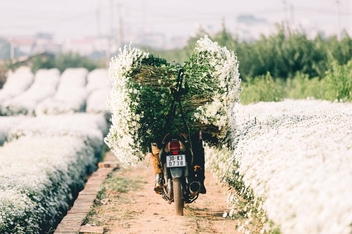 Tháng 11, Hà Nội “thức giấc” trong sắc trắng cúc họa mi