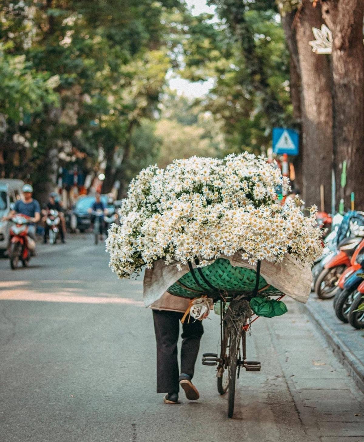 Tháng 11, Hà Nội “thức giấc” trong sắc trắng cúc họa mi