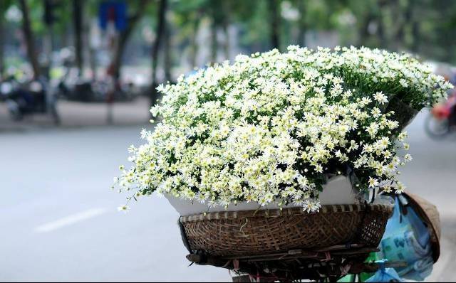 Tháng 11, Hà Nội “thức giấc” trong sắc trắng cúc họa mi