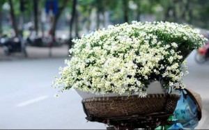 Tháng 11, Hà Nội “thức giấc” trong sắc trắng cúc họa mi