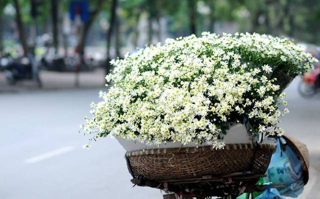 Tháng 11, Hà Nội “thức giấc” trong sắc trắng cúc họa mi