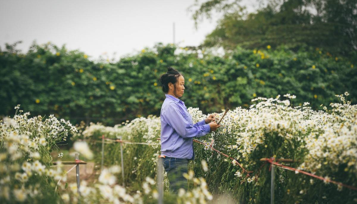 Tháng 11, Hà Nội “thức giấc” trong sắc trắng cúc họa mi