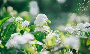 Ẩm thực Tây Nguyên: Từ cơm lam đến muối kiến vàng – hương vị của đại ngàn