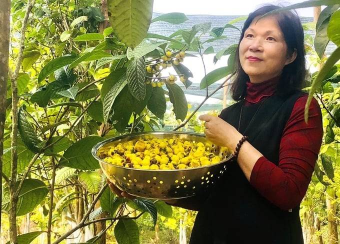 “Hồi sinh vàng xanh” và giấc mơ OCOP 5 sao từ trà hoa vàng Hakodae Orgavina