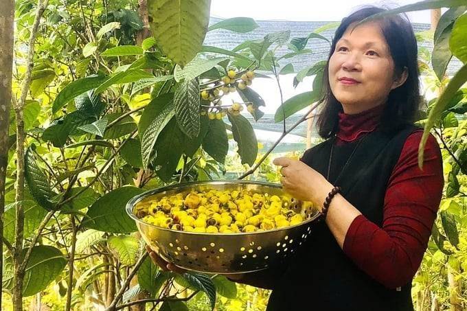 “Hồi sinh vàng xanh” và giấc mơ OCOP 5 sao từ trà hoa vàng Hakodae Orgavina