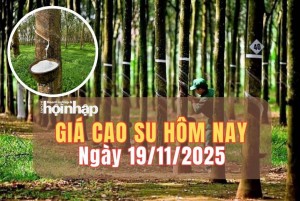 Giá cao su hôm nay 19/11/2025: Giá cao su trong nước đi ngang, thế giới biến động