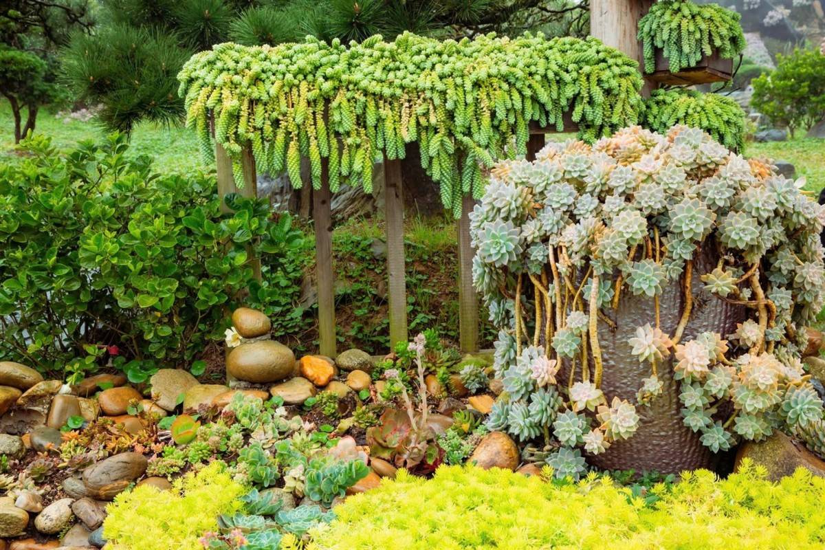 Không gian nghệ thuật sống động với những tác phẩm Sen đá công phu tại Lễ hội Hoa Sen Đá 2025