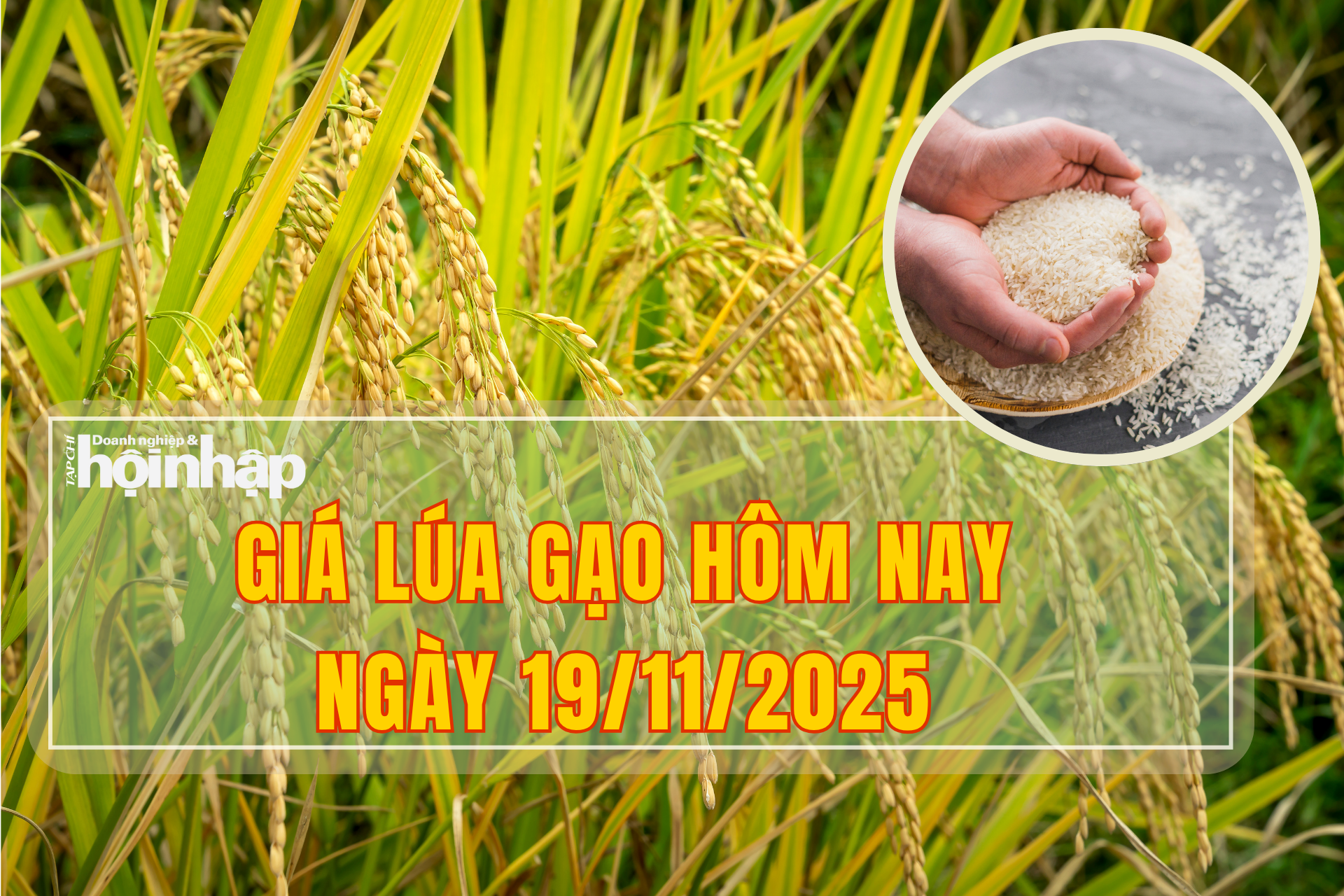 Giá lúa gạo hôm nay 19/11/2025: Lúa giữ giá ổn định, gạo có biến động mới.