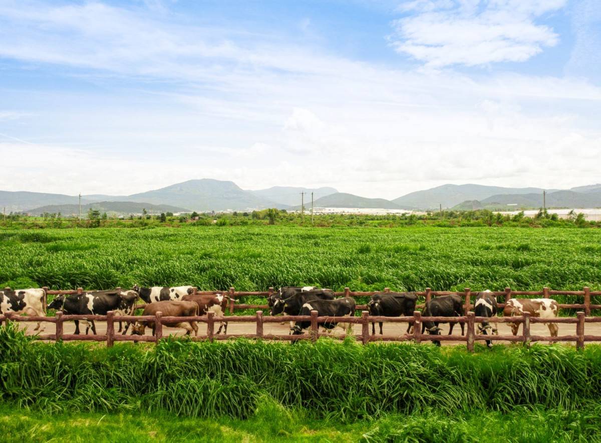 Hình ảnh nhà sản xuất “xanh” của Vinamilk được củng cố, giúp tăng lợi thế cạnh tranh tại các thị trường khắt khe về tiêu chuẩn môi trường như Mỹ, Úc… 