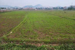 Sau gần một năm cưỡng chế, Công ty Nam Quang nhận hơn 7,3ha đất để triển khai dự án