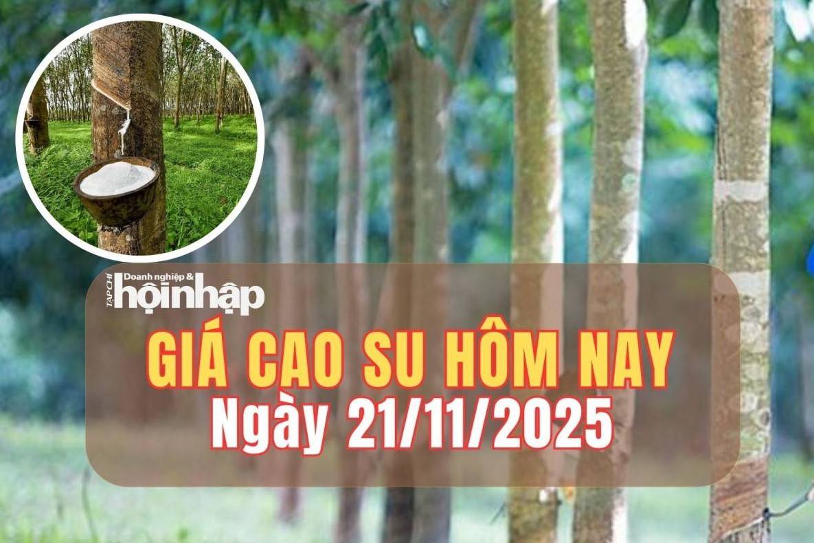 Giá cao su hôm nay 21/11/2025: Giá cao su trong nước bình ổn, thế giới tiếp tục tăng