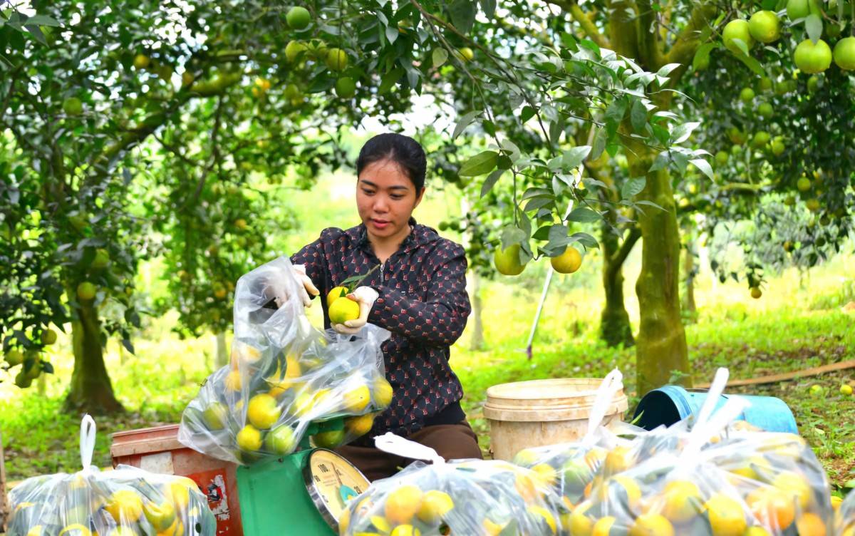 Khoảng 120 gian hàng tham gia Lễ hội Cam Cao Phong từ 12-18/12/2025