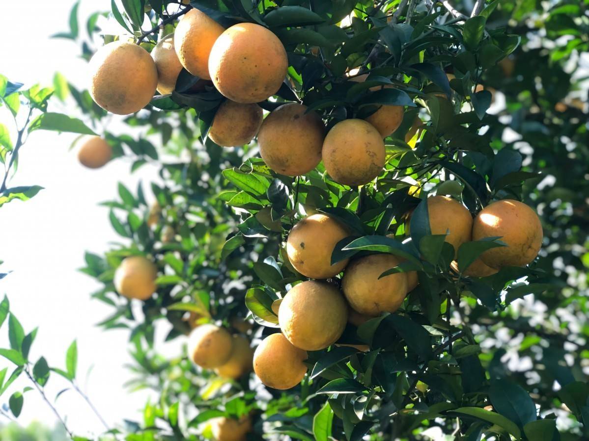 Khoảng 120 gian hàng tham gia Lễ hội Cam Cao Phong 2025