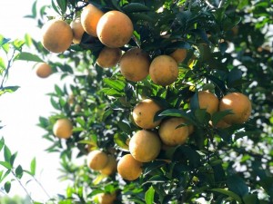 Khoảng 120 gian hàng tham gia Lễ hội Cam Cao Phong 2025