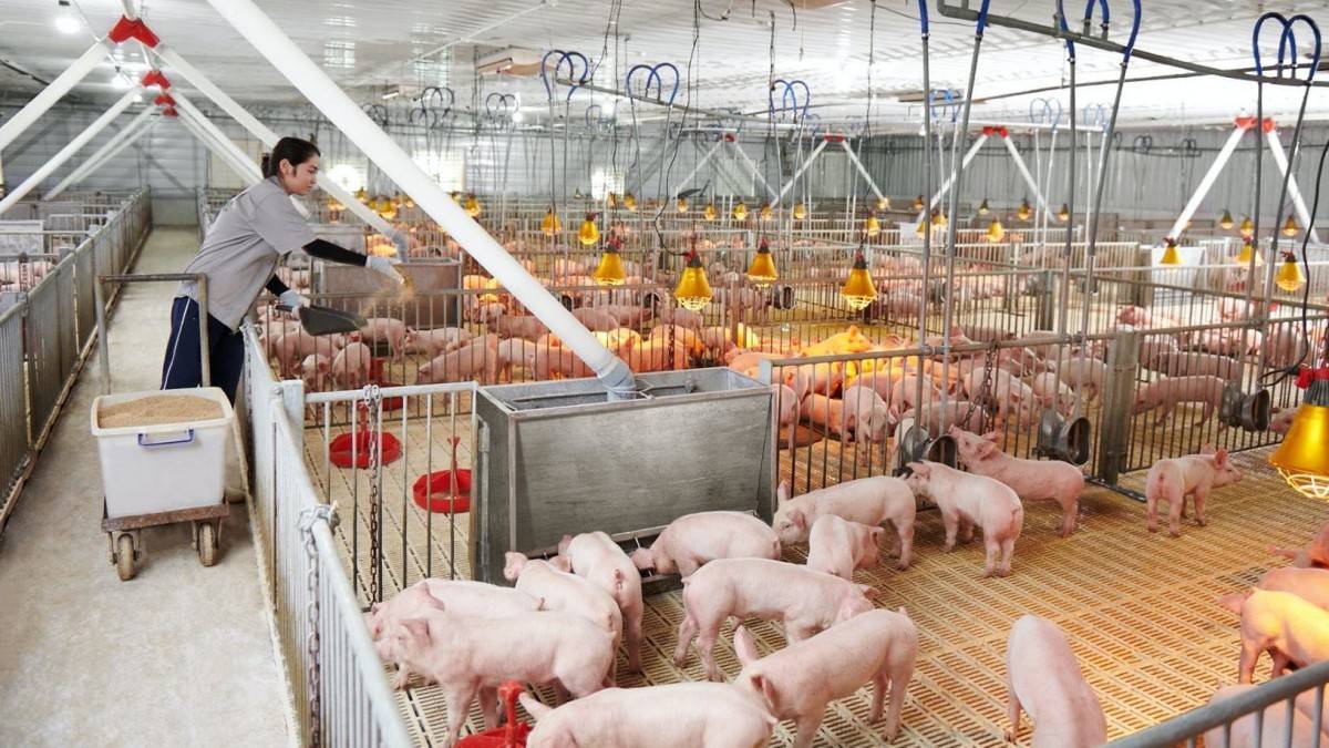 Hé lộ mức giá cổ phiếu IPO của Nông nghiệp Hòa Phát