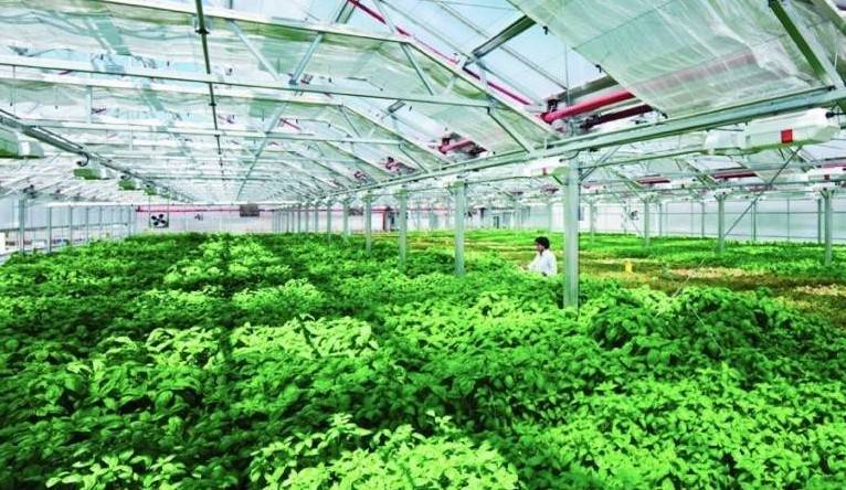 Phát triển nông nghiệp đô thị: Mô hình quốc tế nào cho thực tiễn Việt Nam?