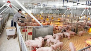 Hé lộ mức giá cổ phiếu IPO của Nông nghiệp Hòa Phát