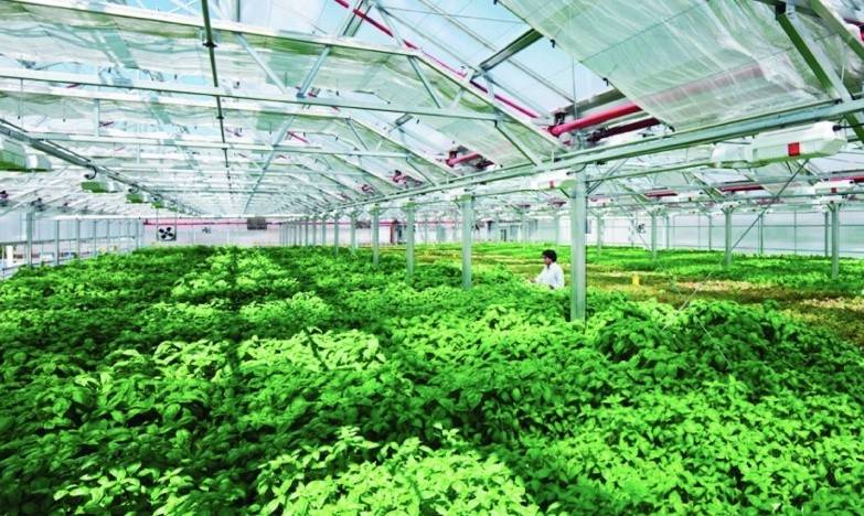 Phát triển nông nghiệp đô thị: Mô hình quốc tế nào cho thực tiễn Việt Nam?