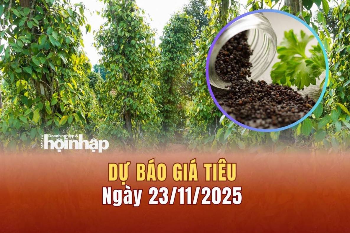 Dự báo giá tiêu 23/11: Tiêu trong nước và thế giới đồng loạt tăng mạnh