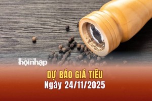 Dự báo giá tiêu 24/11: Tiêu trong nước có xu hướng tăng cao