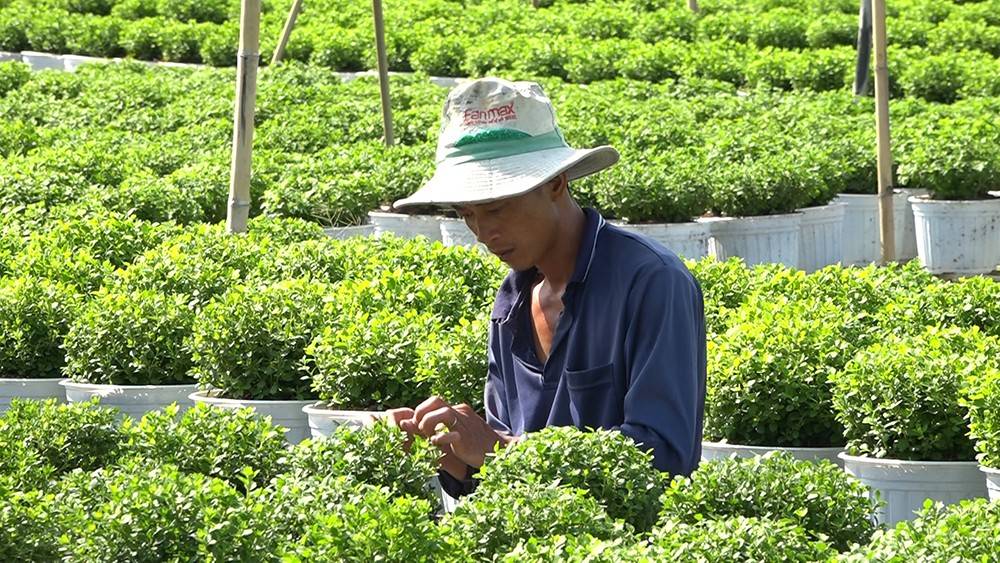 Bà con nông dân chăm sóc để hoa cúc mâm xôi nhiều màu trổ hoa phục vụ Festival Hoa - Kiểng. Ảnh: Ngọc Duy