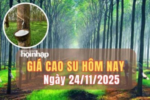 Giá cao su hôm nay 24/11/2025: Giá cao su trong nước ổn định, thế giới tăng giảm trái chiều