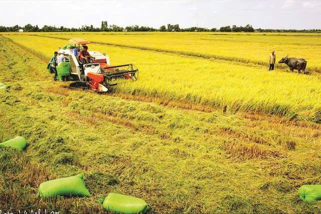 Vĩnh Long là tỉnh nông nghiệp công nghệ cao.