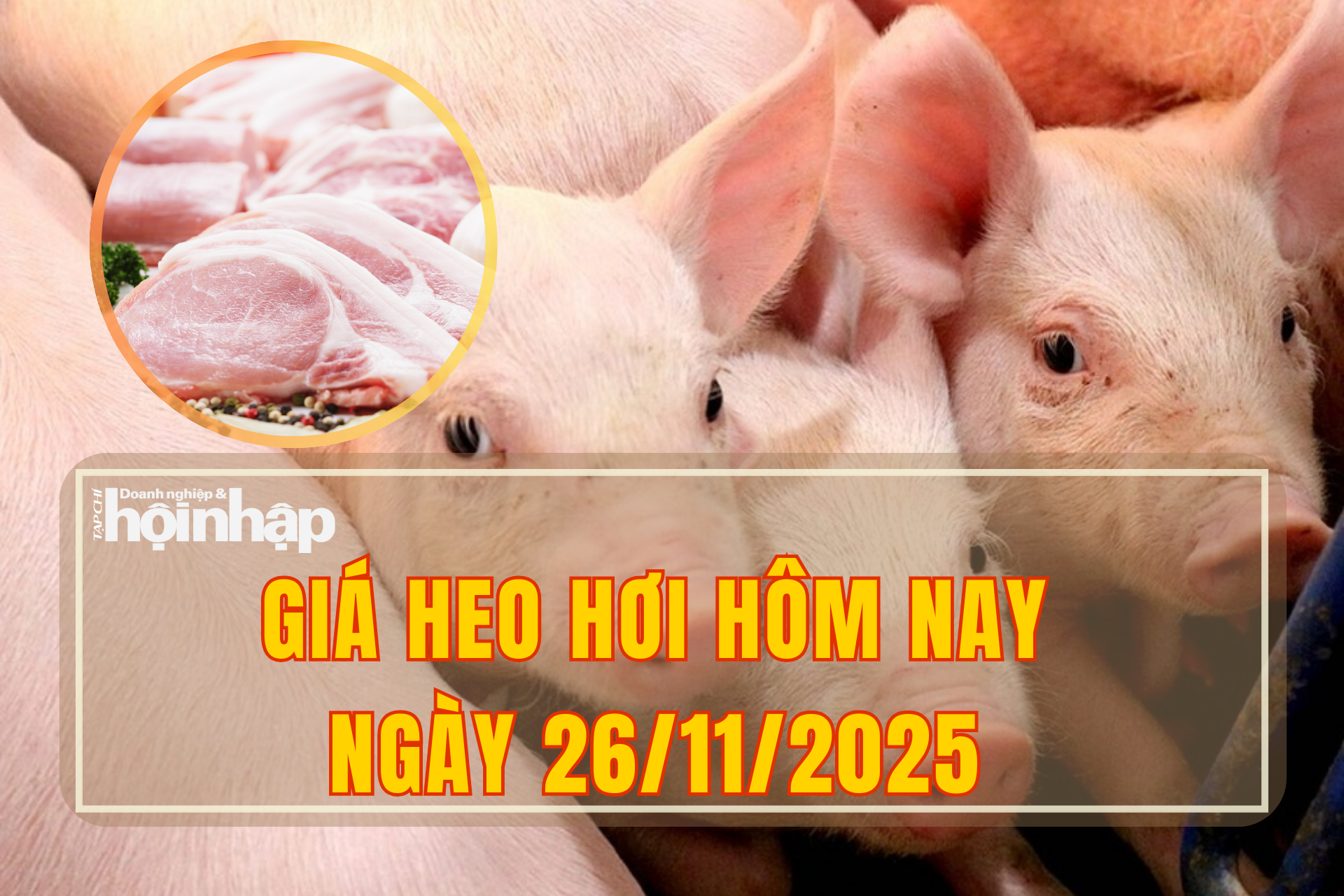 Giá heo hơi hôm nay 26/11/2025: Miền Trung tăng mạnh, miền Bắc giảm nhẹ