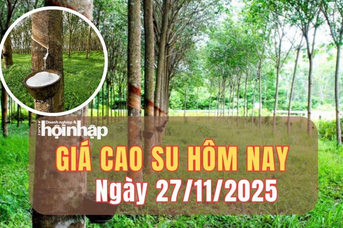 Giá cao su hôm nay 27/11/2025: Giá cao su toàn cầu hạ nhiệt, thị trường trong nước giữ ổn định