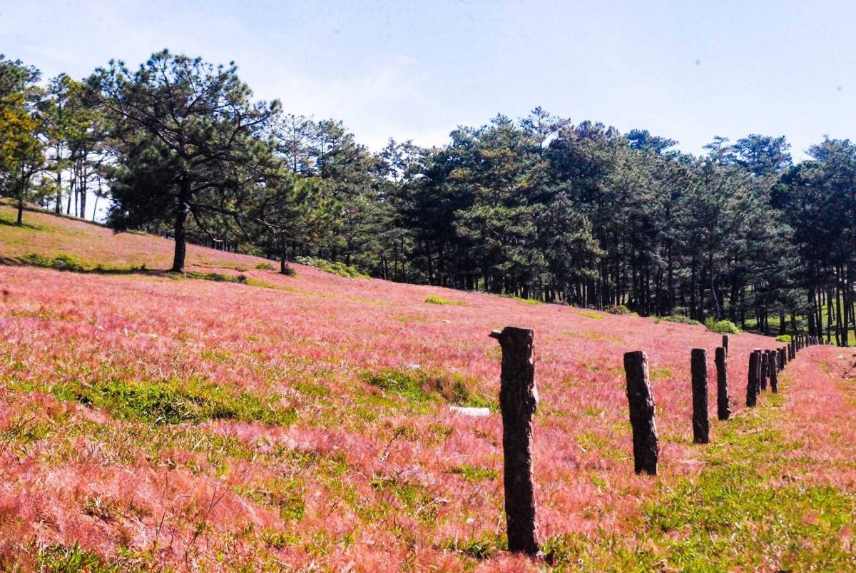 Đồi cỏ hồng Đà Lạt mùa hồng đánh thức giấc mơ núi rừng