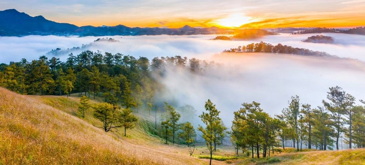 Đồi cỏ hồng Đà Lạt mùa hồng đánh thức giấc mơ núi rừng